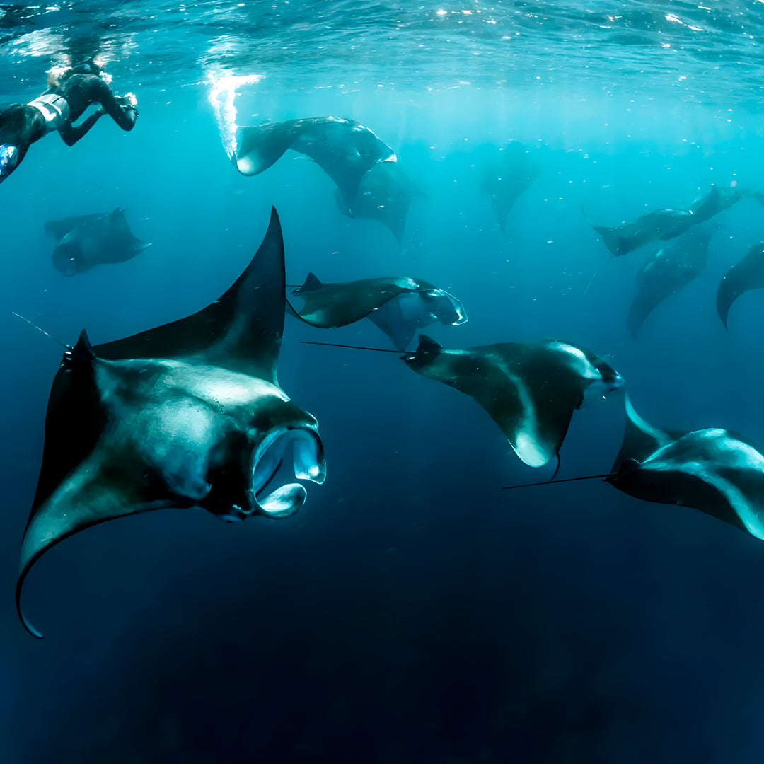 Maldives Freediving Liveaboard Eunoia Freediving