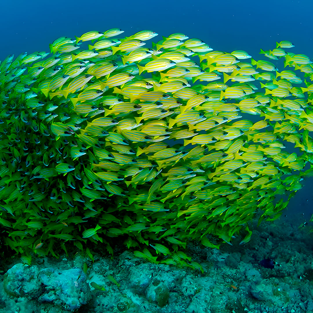 Maldives Northern Atolls Liveaboard JD Duff