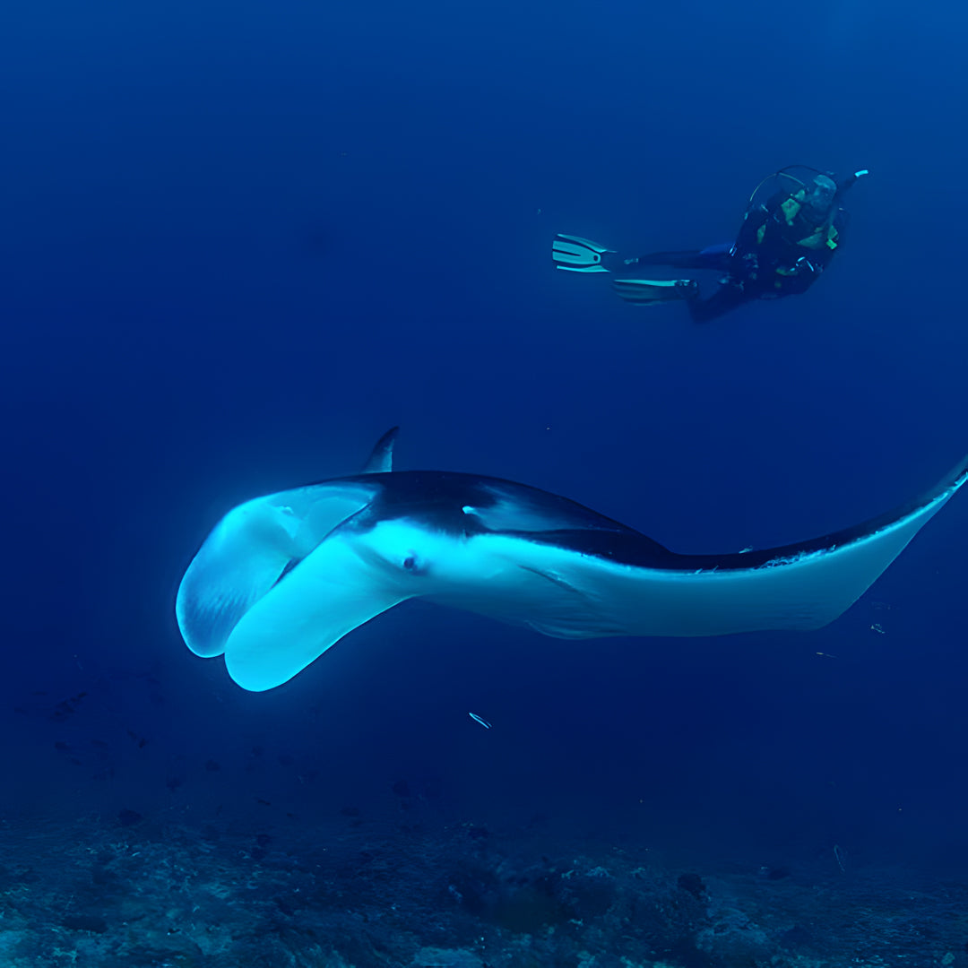 Maldives Northern Atolls Liveaboard JD Duff