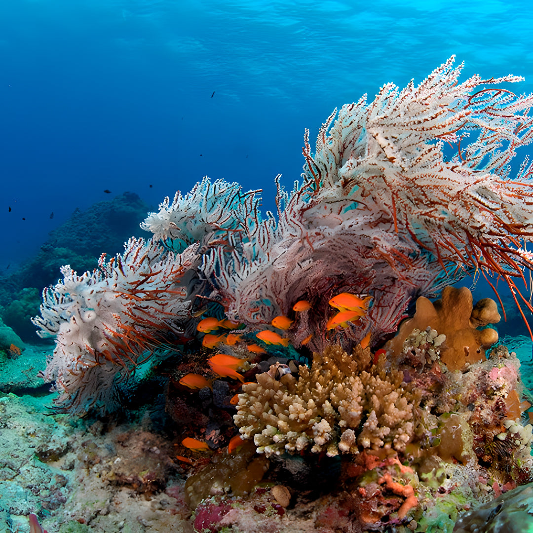 Maldives Northern Atolls Liveaboard JD Duff