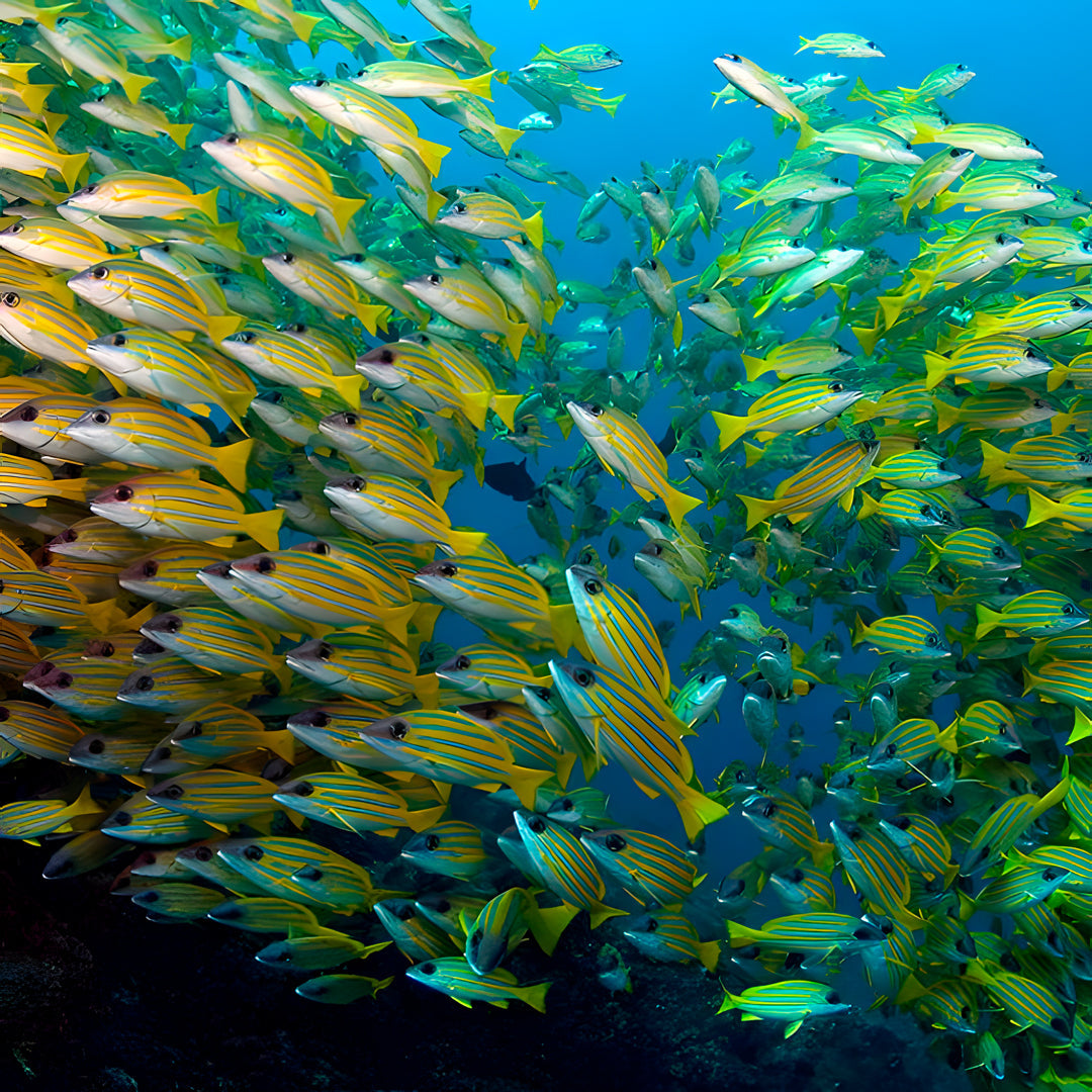 Maldives Northern Atolls Liveaboard JD Duff
