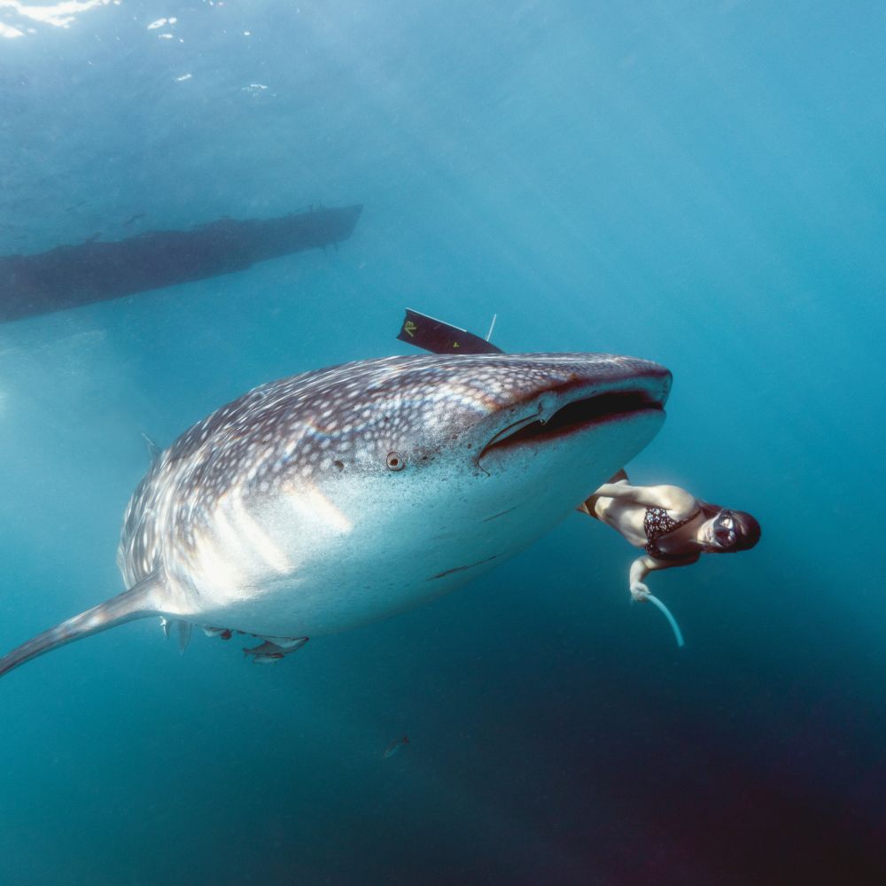 Manta Ray Scuba Diving Liveaboard