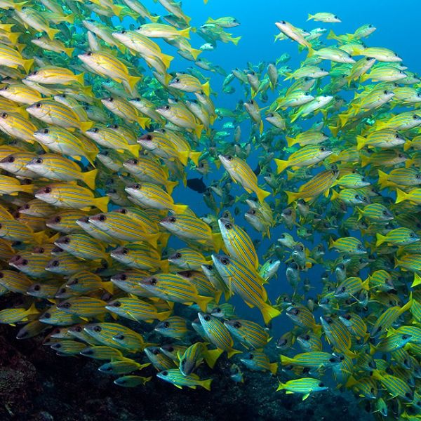 Maldives Northern Atolls Liveaboard