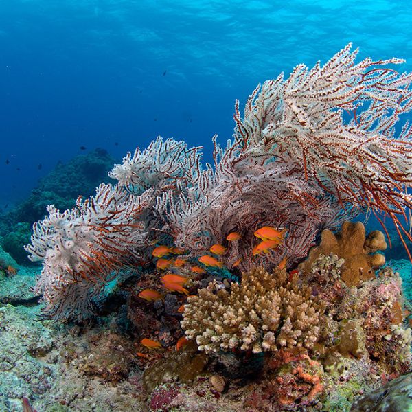 Maldives Northern Atolls Liveaboard