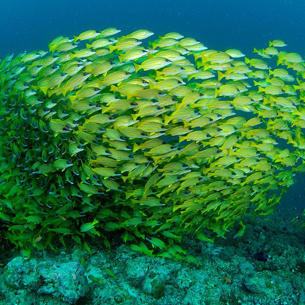 Maldives Northern Atolls Liveaboard