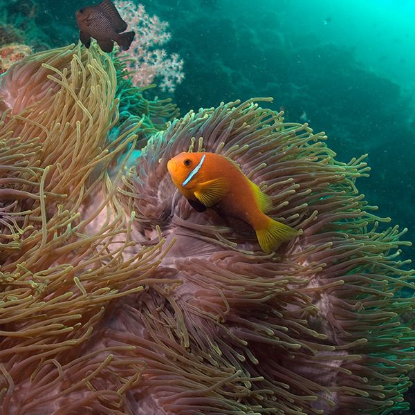 Maldives Northern Atolls Liveaboard