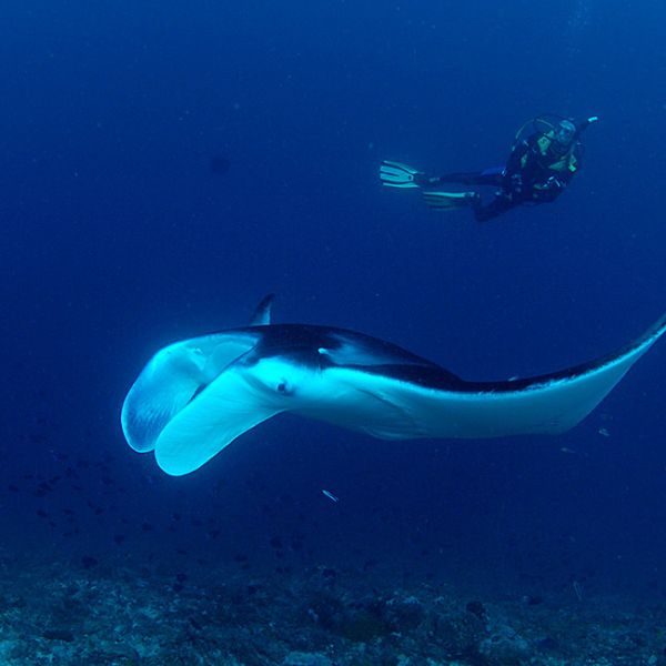 Maldives Northern Atolls Liveaboard