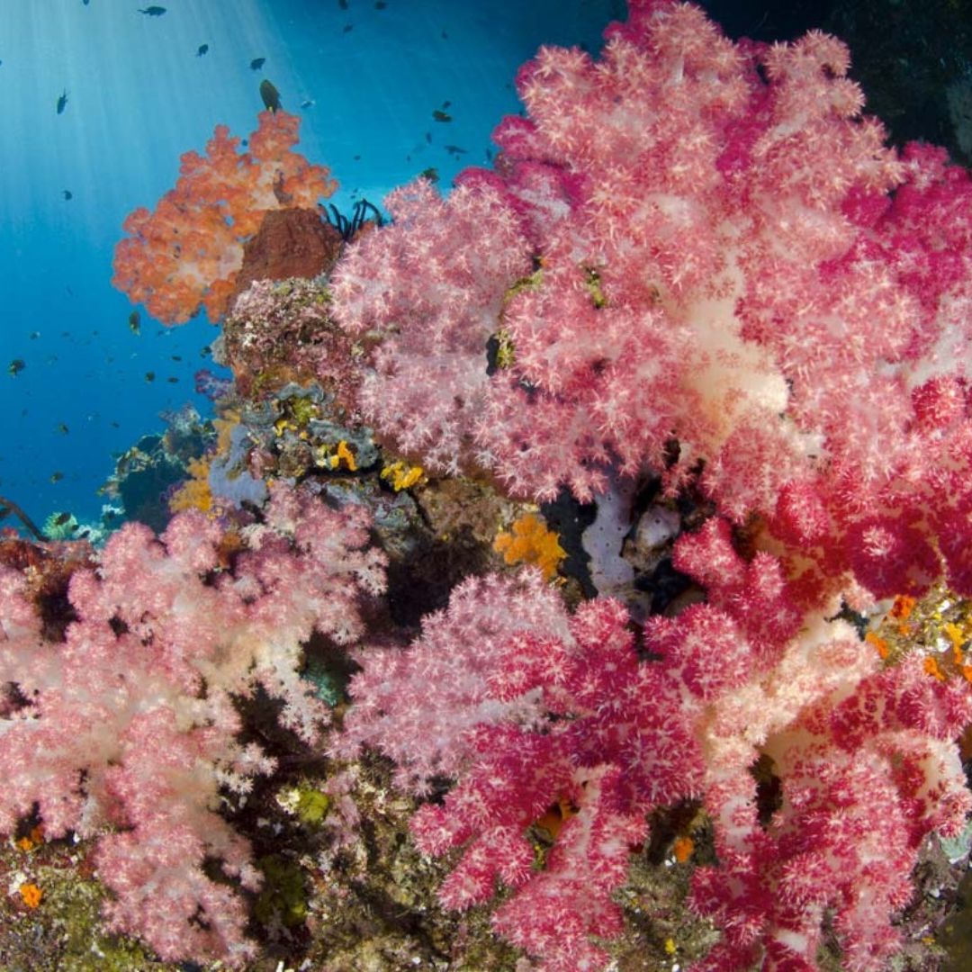 Malapascua Scuba Diving Liveaboard