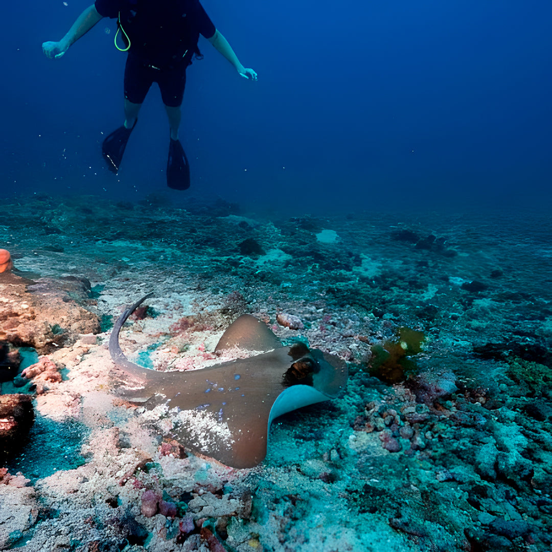 Gili Islands Guided Fun Dive