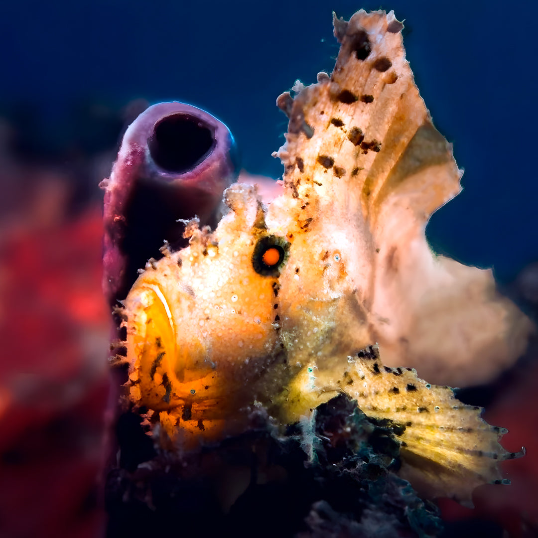 Gili Trawangan Discover Scuba Diving