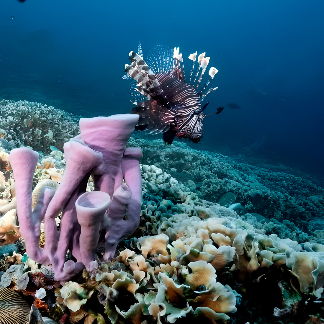 Gili Islands Guided Fun Dive