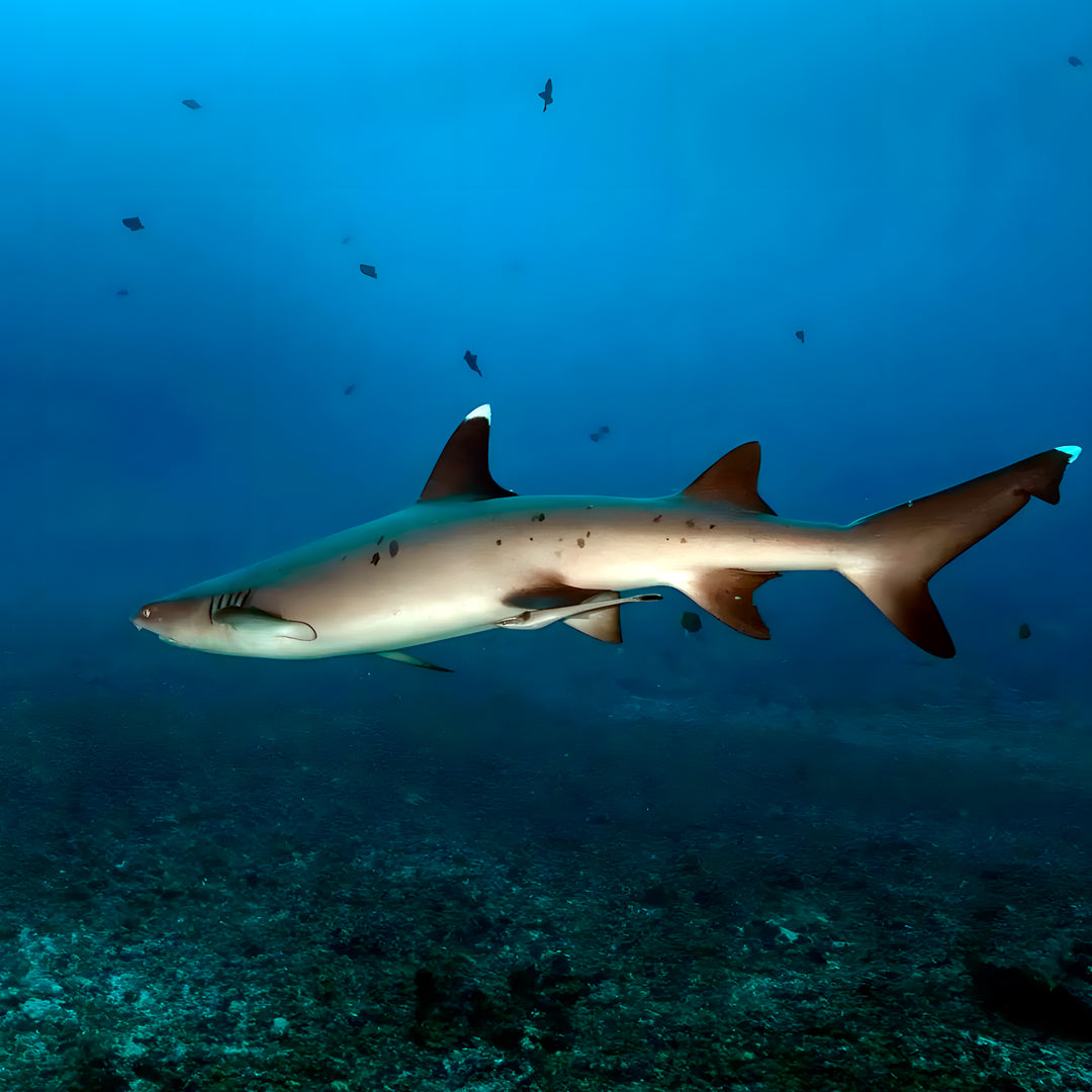 Gili Islands Guided Fun Dive