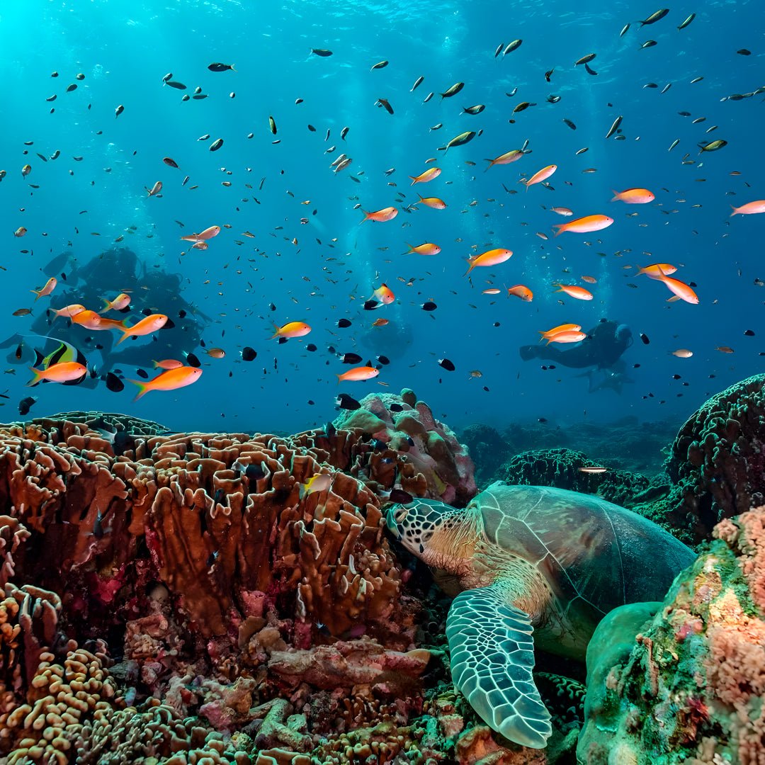 Gili Trawangan Open Water Diver Course