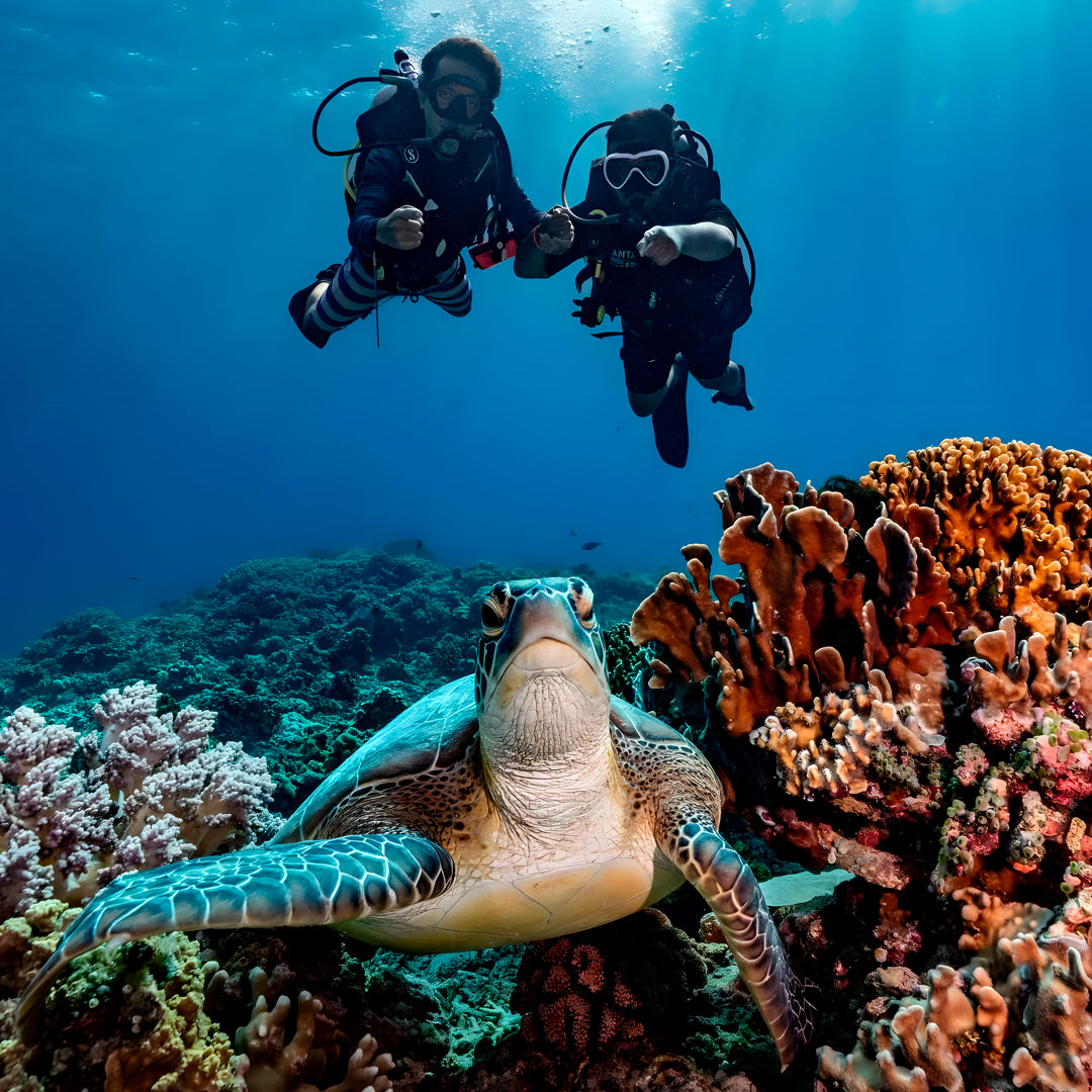 Gili Islands Guided Fun Dive