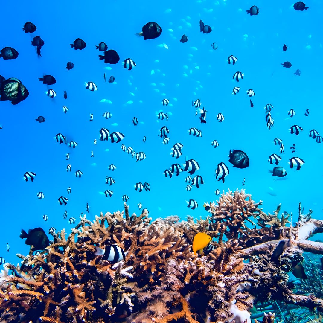 Gili Trawangan Open Water Diver Course