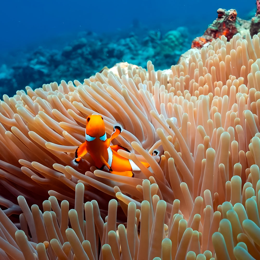 Gili Trawangan Open Water Diver Course
