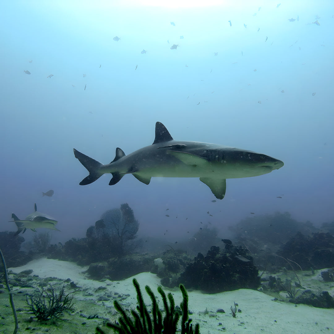 Gili Trawangan Discover Scuba Diving
