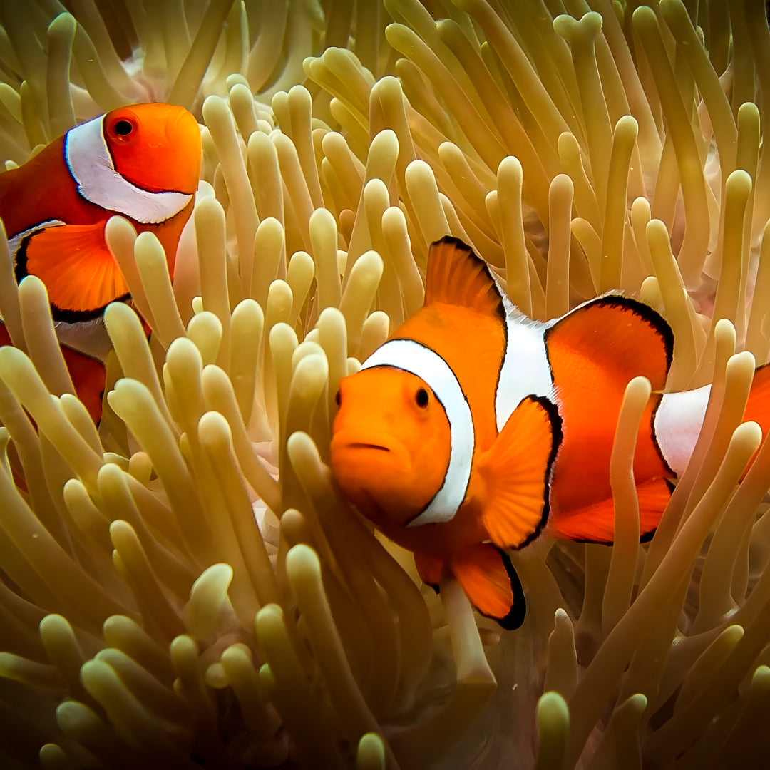 Gili Trawangan Discover Scuba Diving