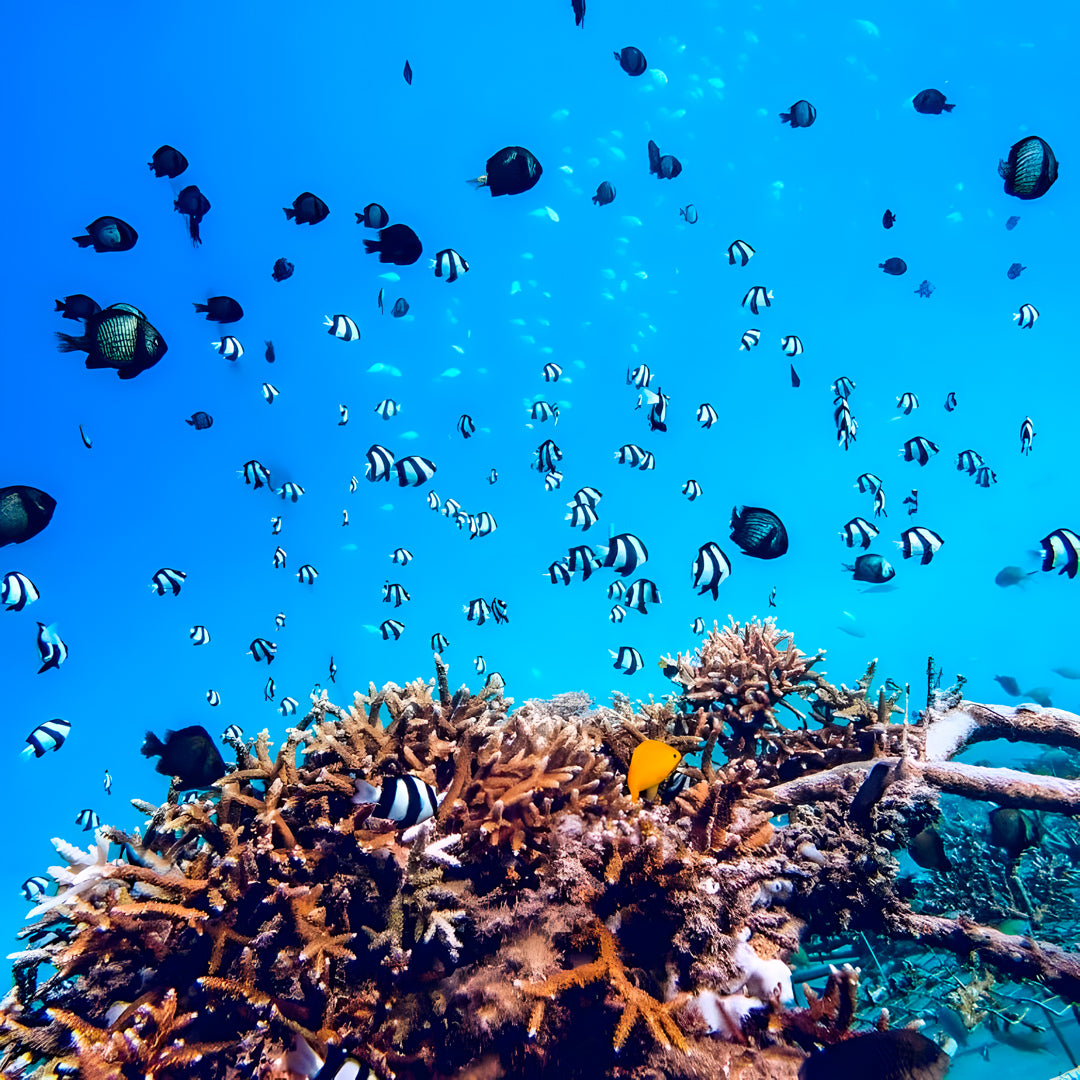 Gili Trawangan Discover Scuba Diving