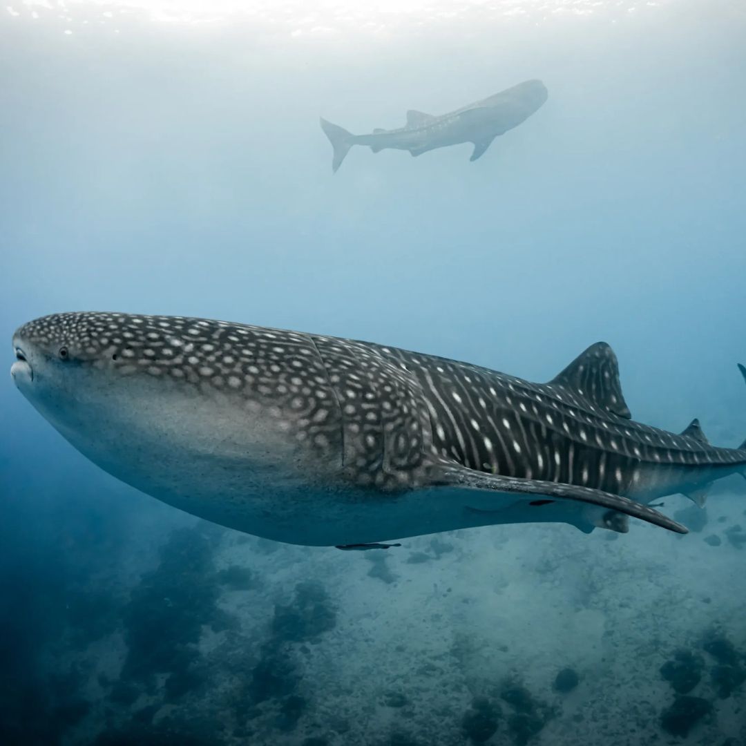 Malapascua Scuba Diving Liveaboard