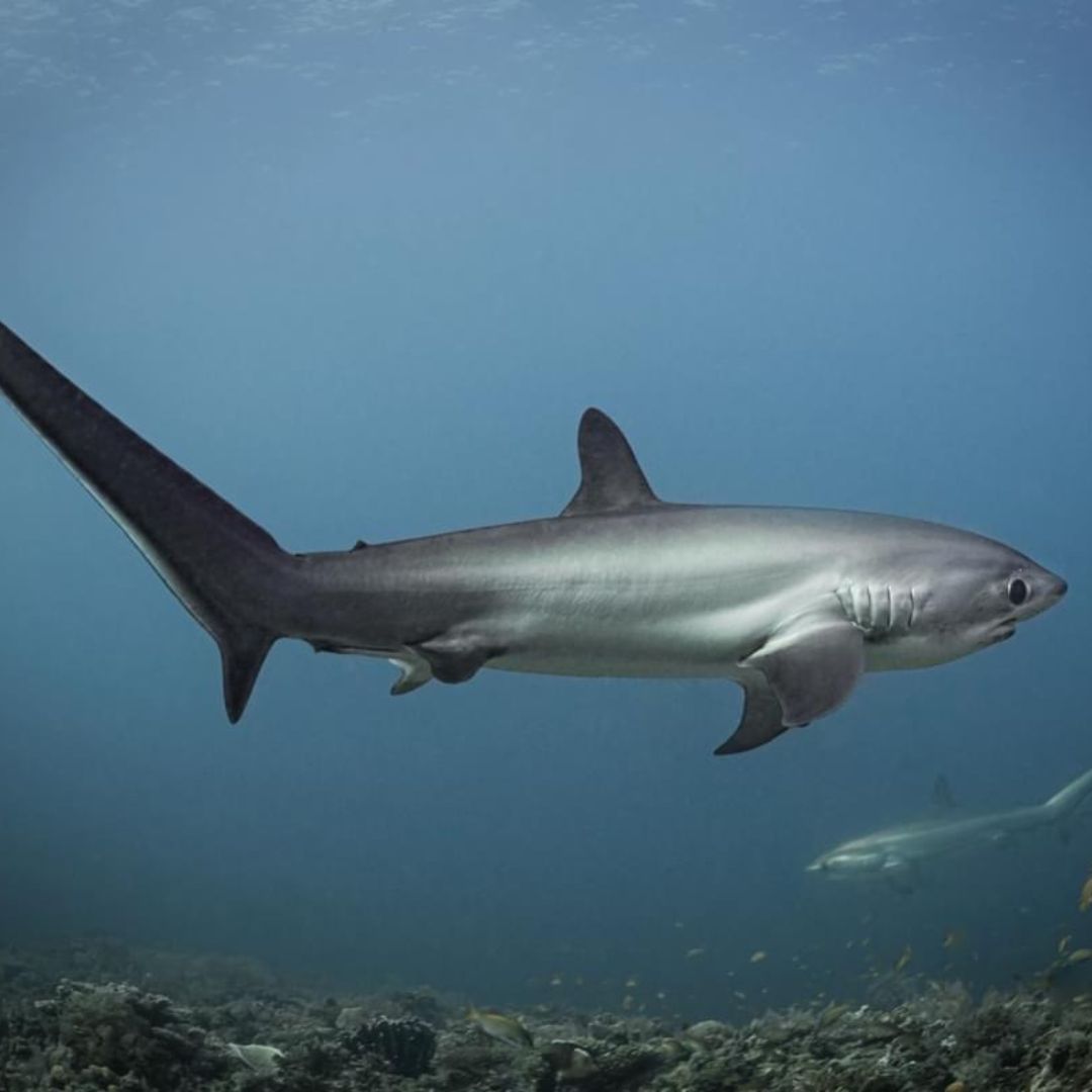 Malapascua Scuba Diving Liveaboard