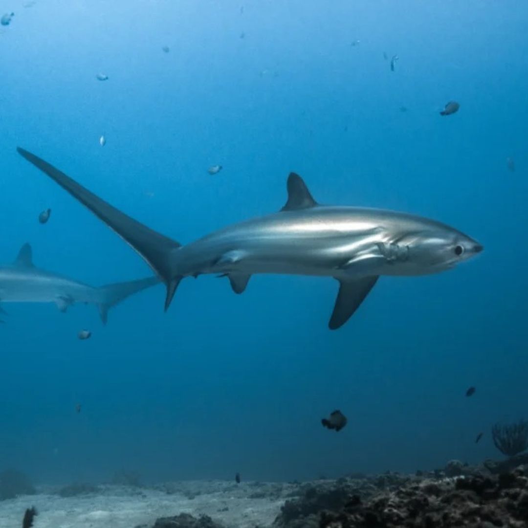 Malapascua Scuba Diving Liveaboard