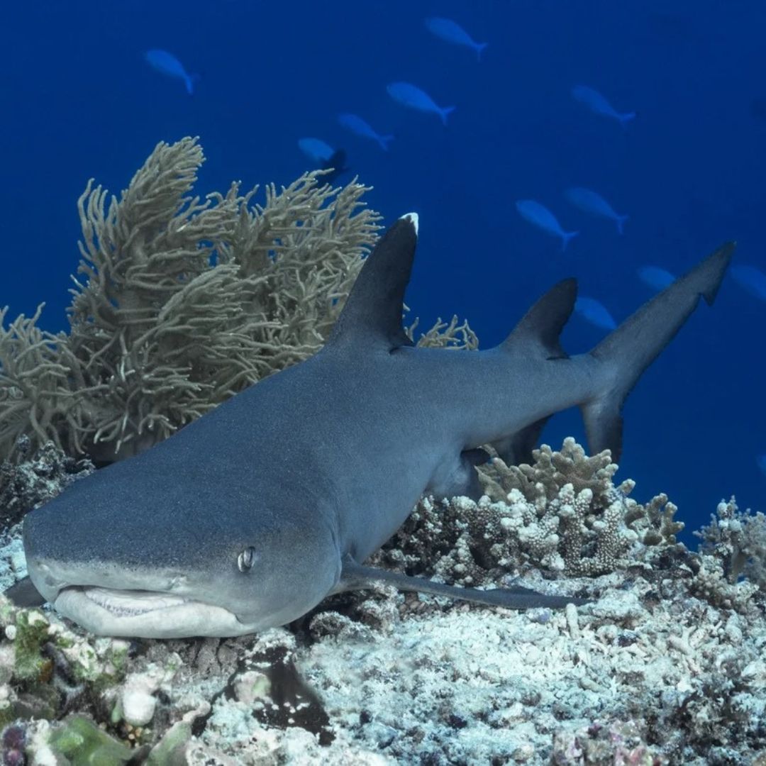 Malapascua Scuba Diving Liveaboard