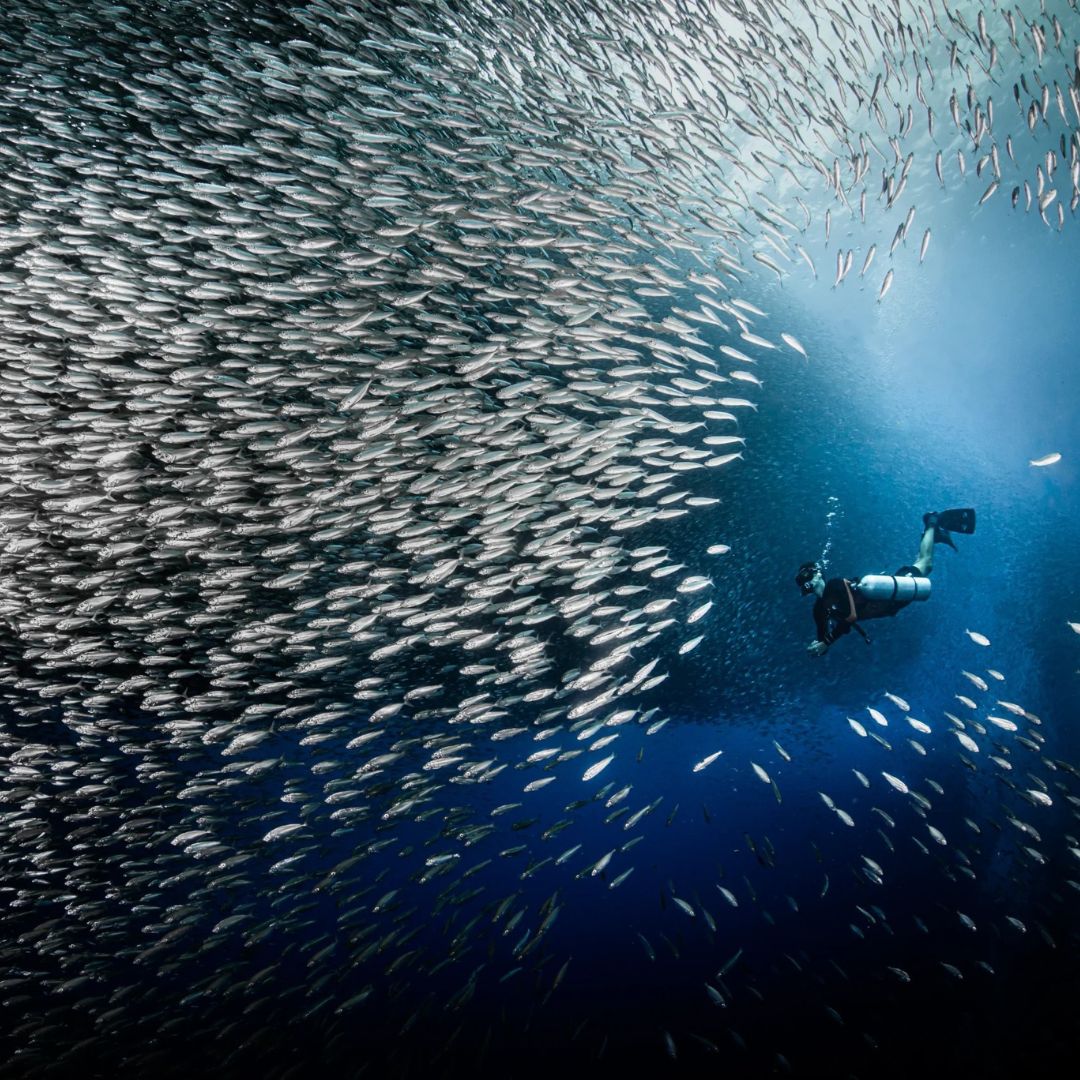 Tubbataha National Park Scuba Diving Liveaboard Master Liveaboards