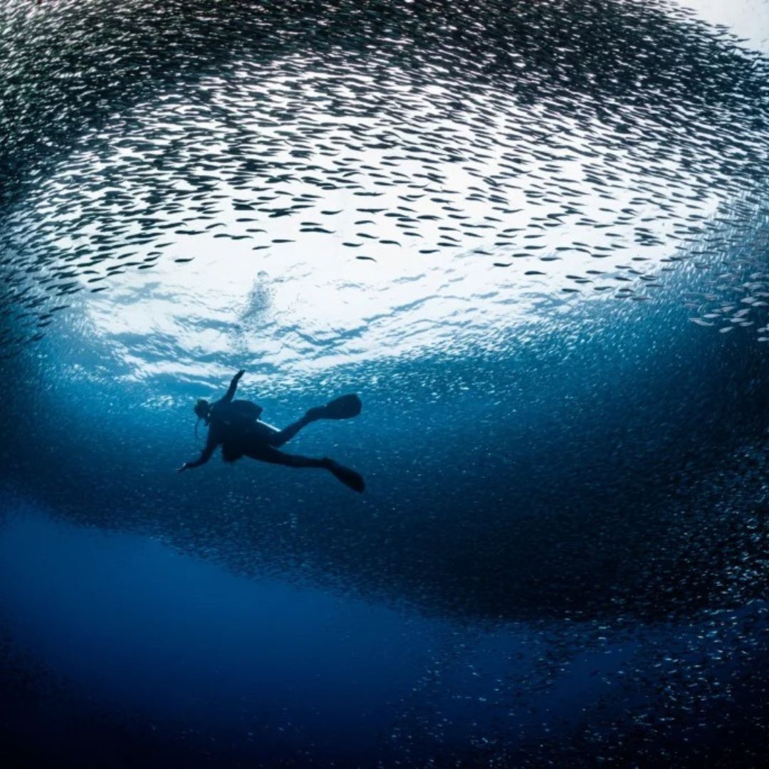 Tubbataha National Park Scuba Diving Liveaboard Master Liveaboards