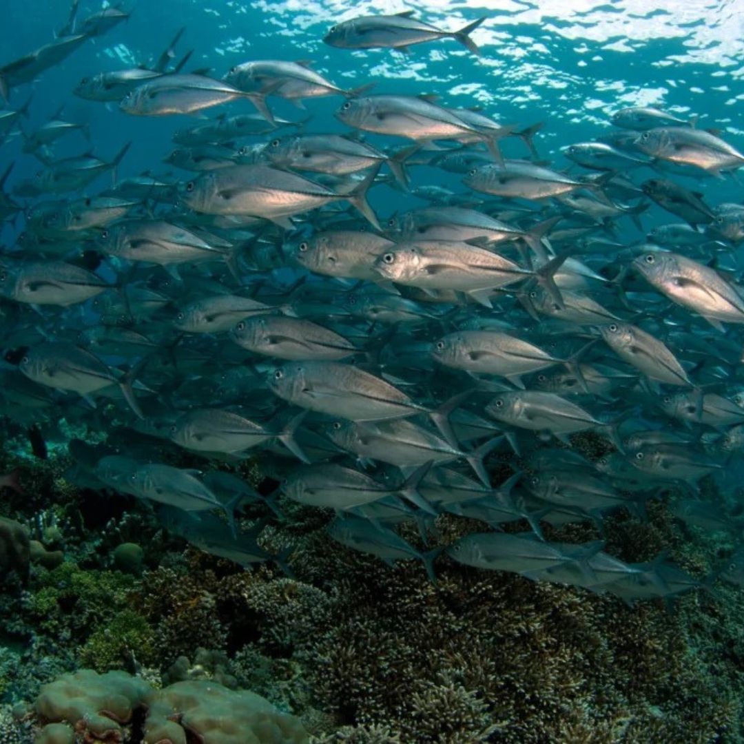 Malapascua Scuba Diving Liveaboard