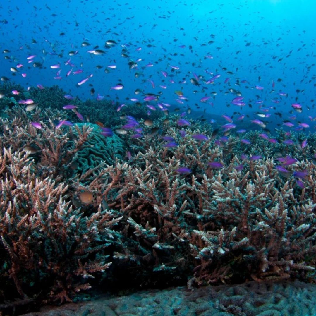 Tubbataha National Park Scuba Diving Liveaboard Master Liveaboards