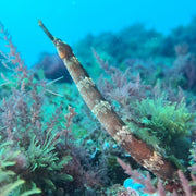 Sesimbra Marine Reserve Exploration Dive