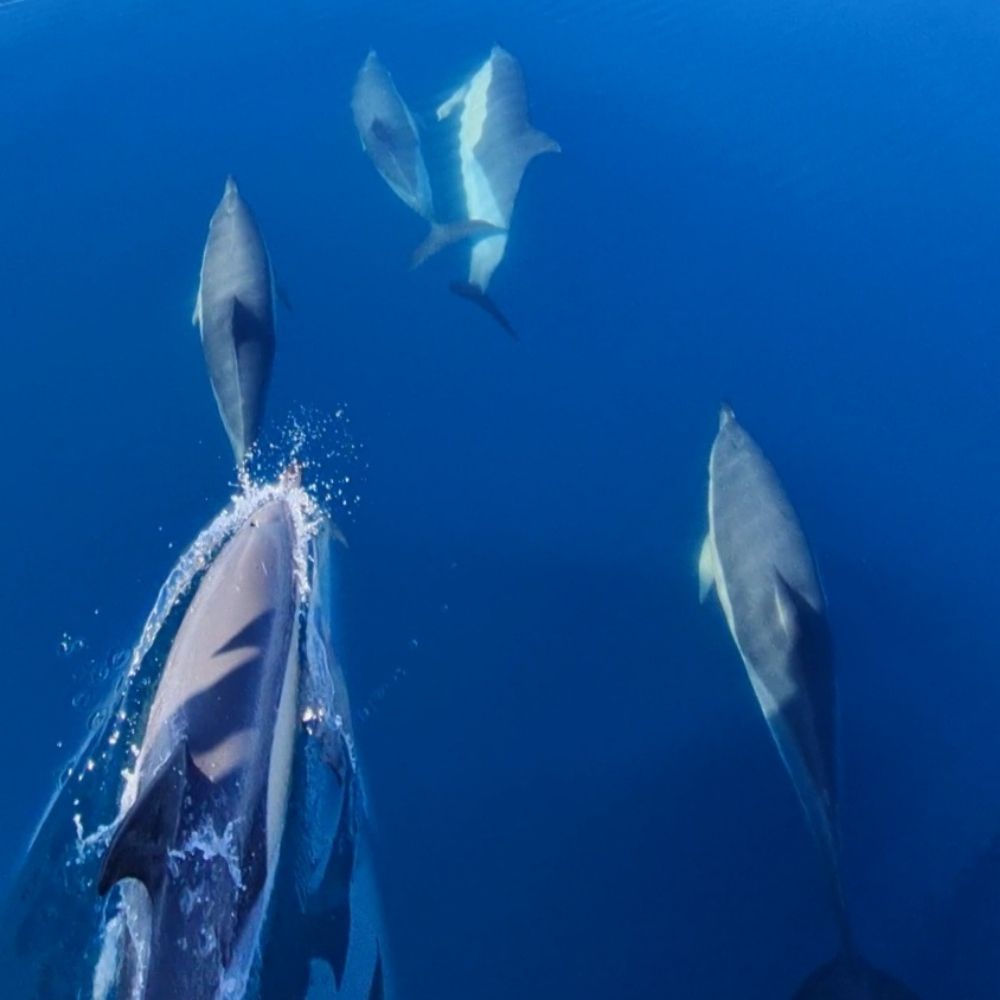 Dolphin Watching in Sesimbra