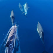 Dolphin Watching in Sesimbra