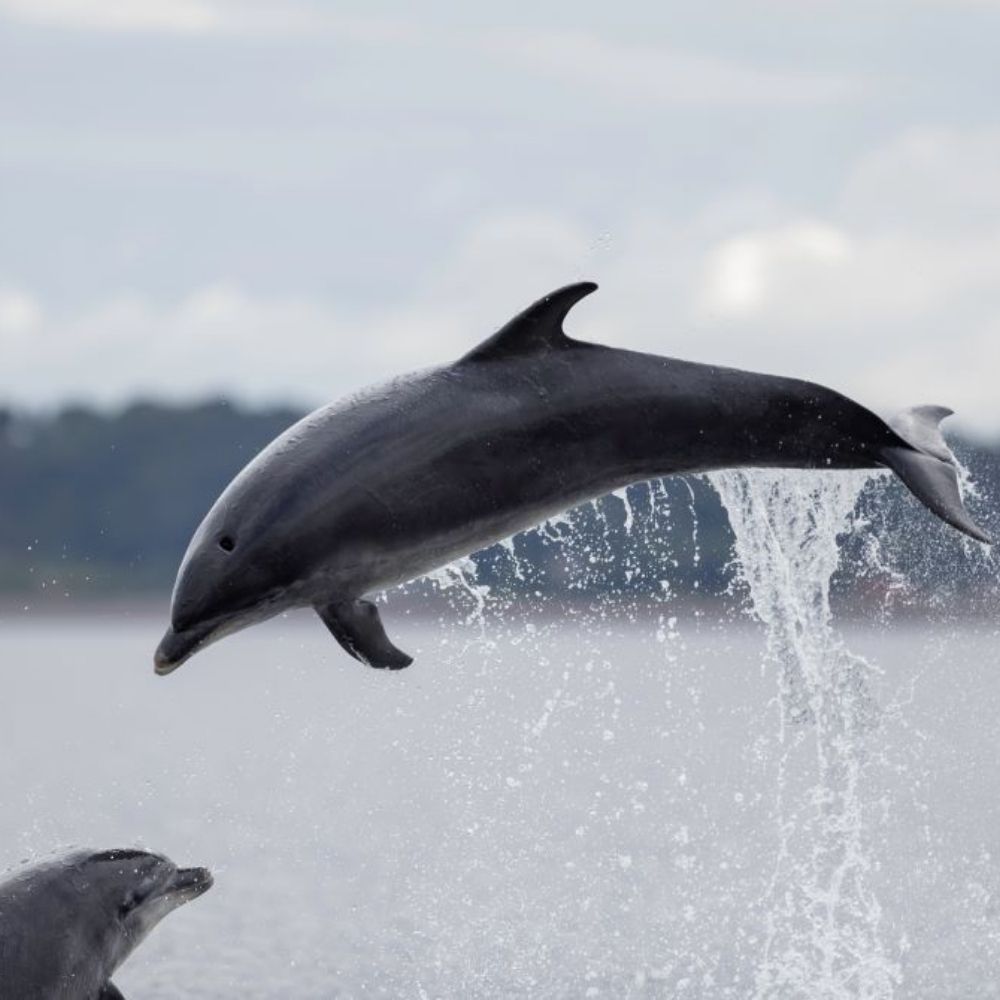Dolphin Watching in Sesimbra