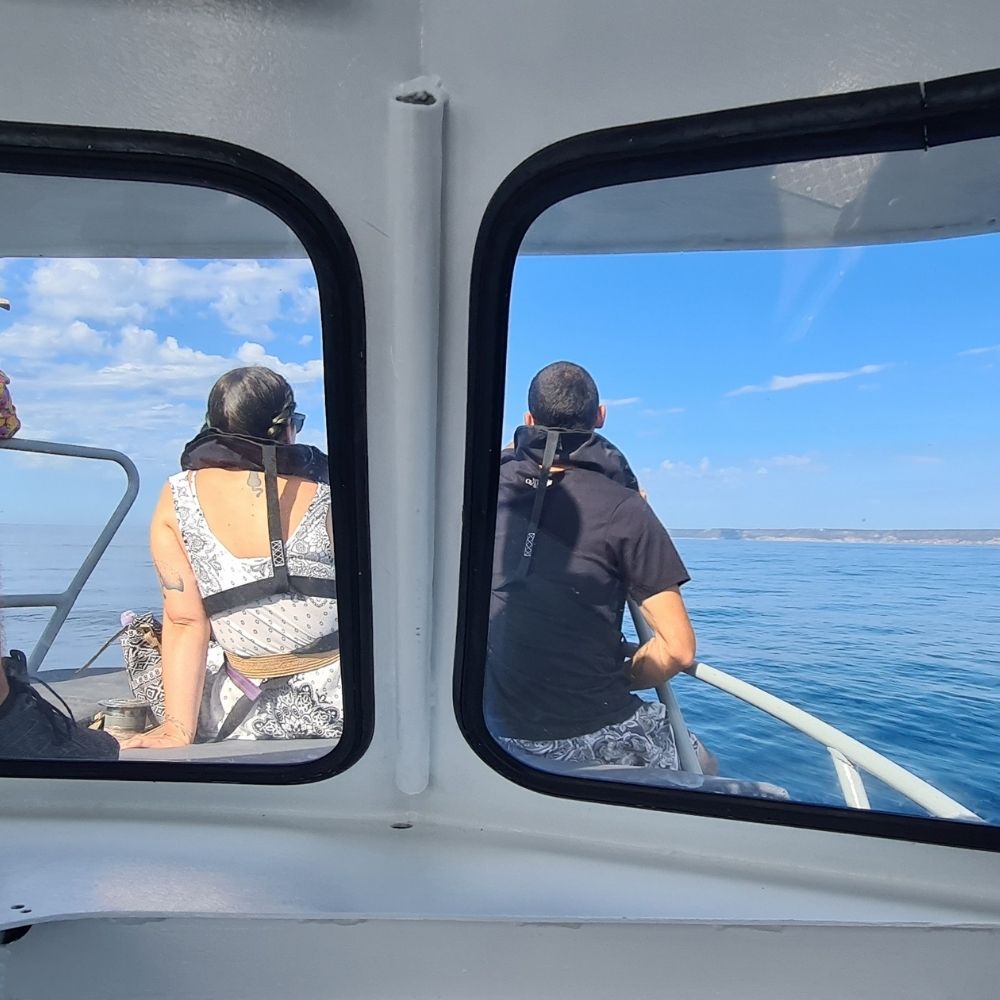 Dolphin Watching in Sesimbra