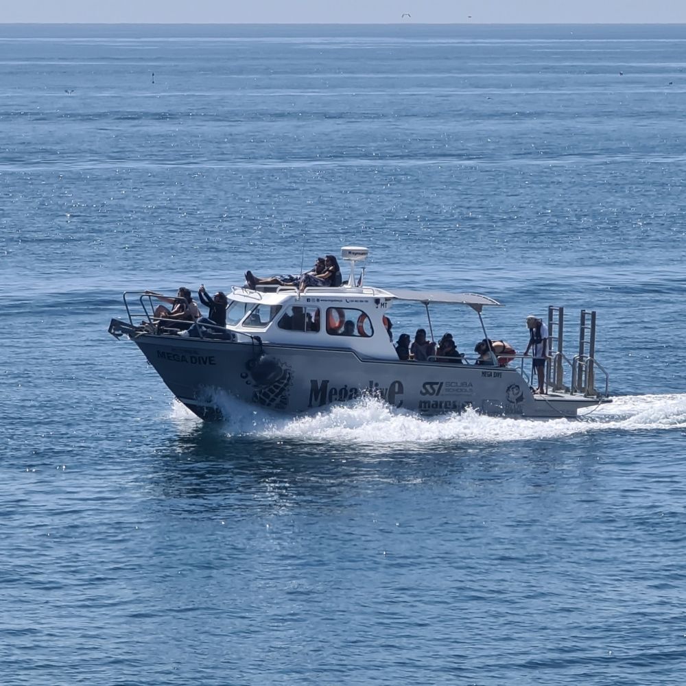 Sesimbra Marine Reserve Exploration Dive