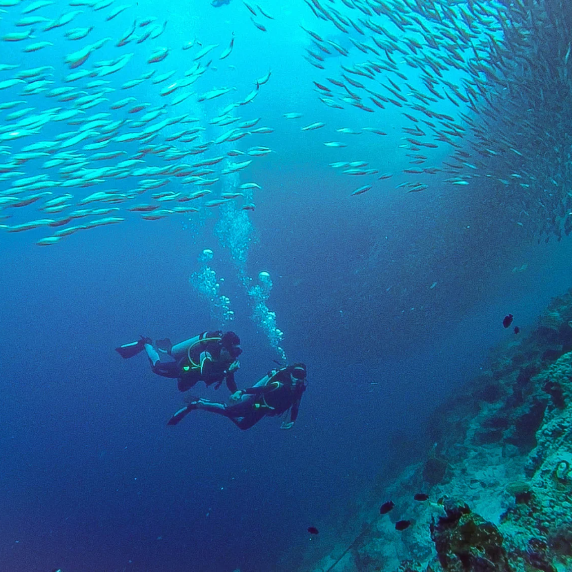 Moalboal Scuba Diving Sardine Run