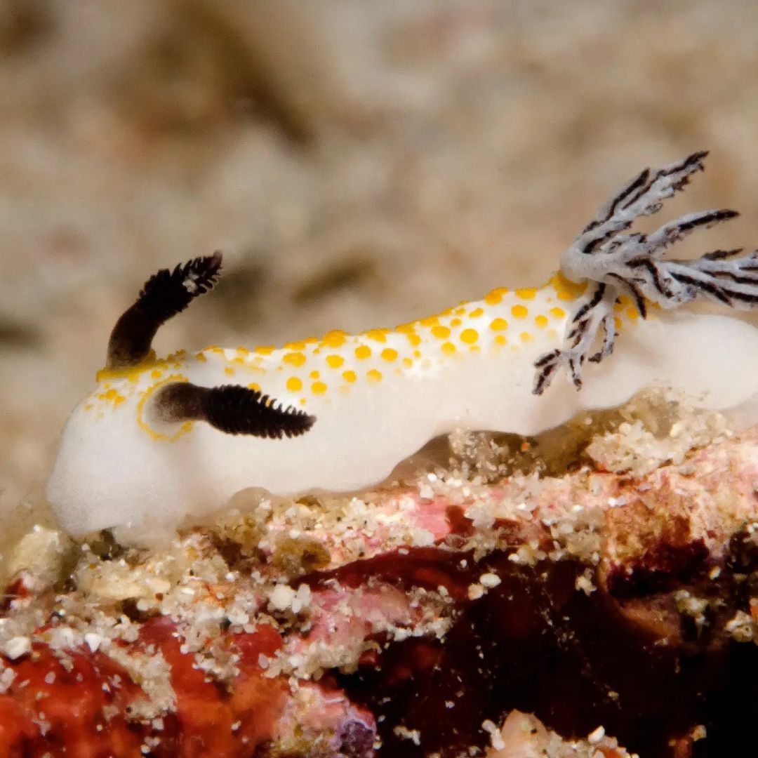 Boracay Discover Scuba Diving Program