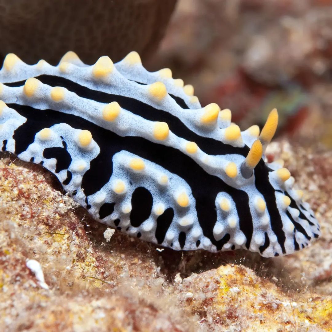 Boracay Discover Scuba Diving Program