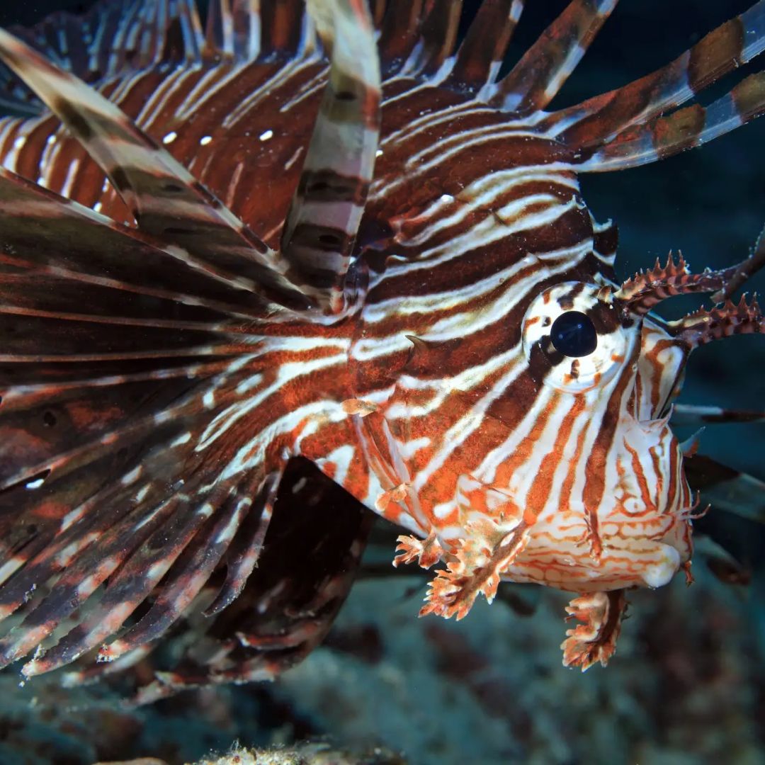 Boracay Discover Scuba Diving Program