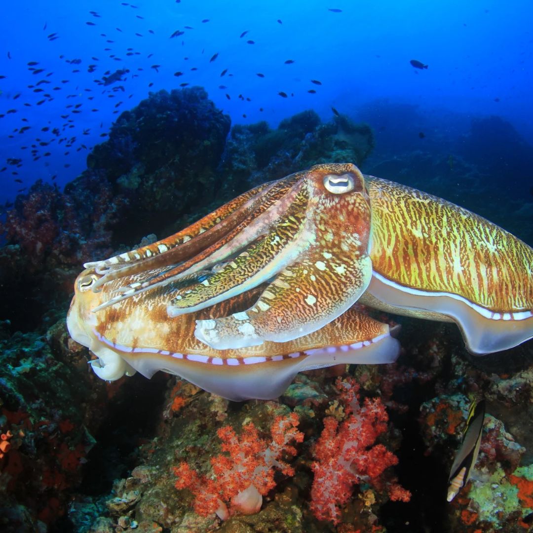 Boracay Discover Scuba Diving Program