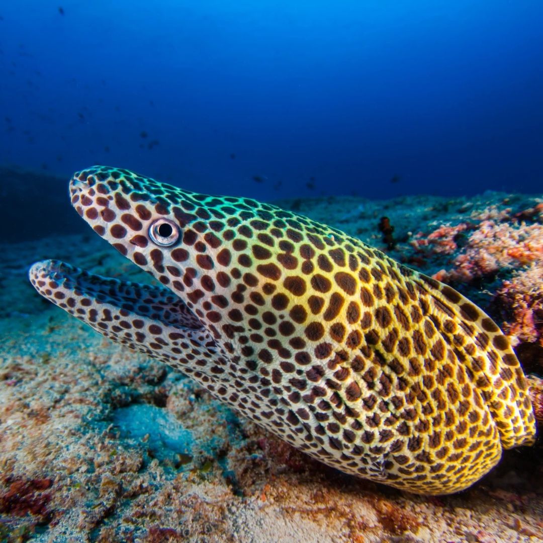 Boracay Discover Scuba Diving Program