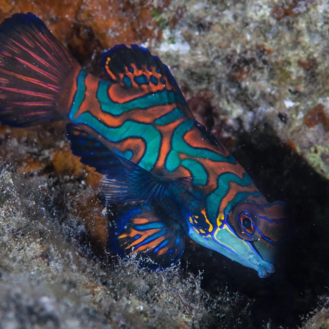 Boracay Discover Scuba Diving Program