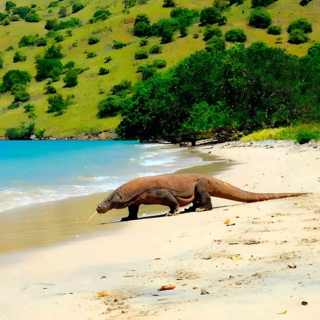 Komodo Leisure Liveaboard Nomad Archipelago