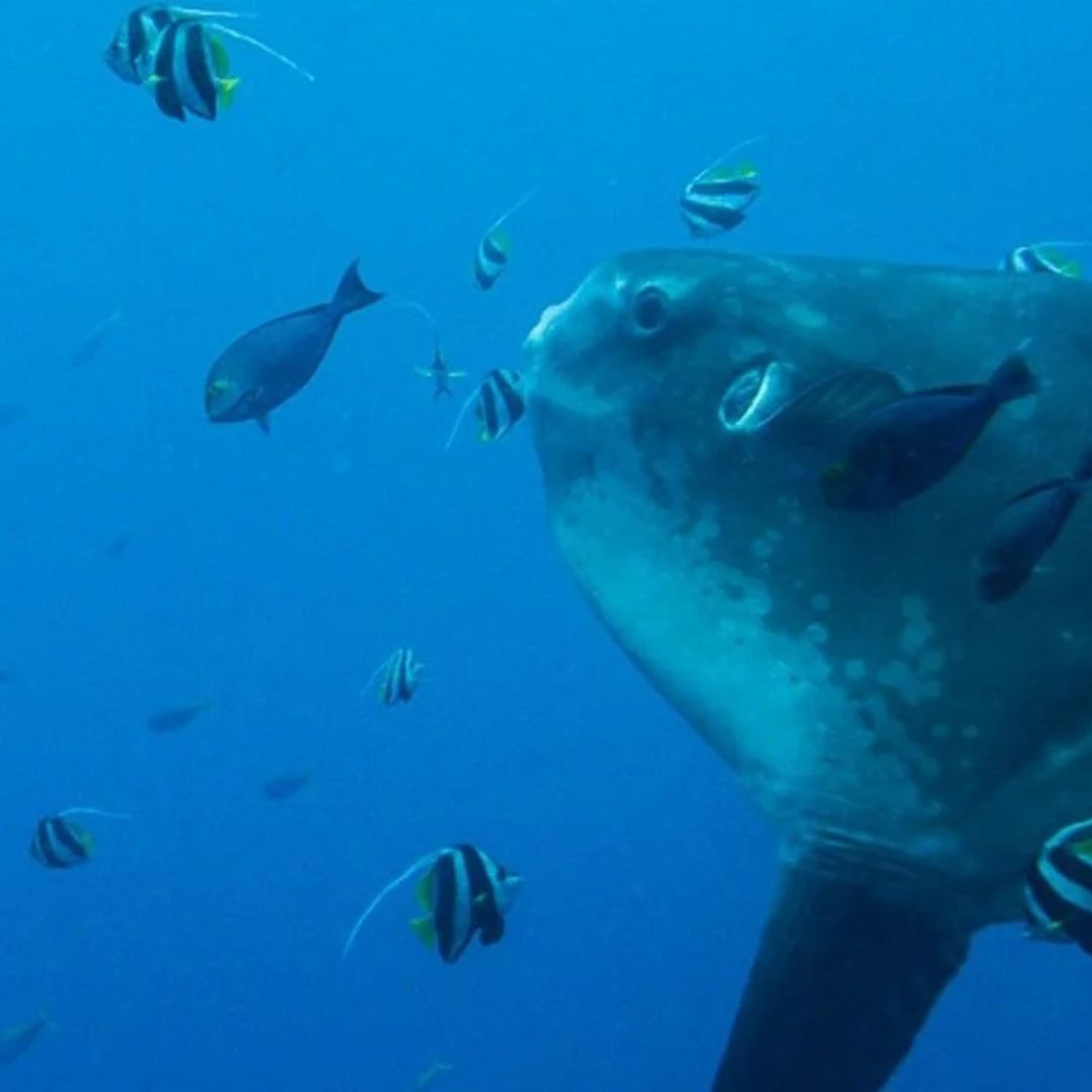 Bali Best Seller Scuba Diving Trip