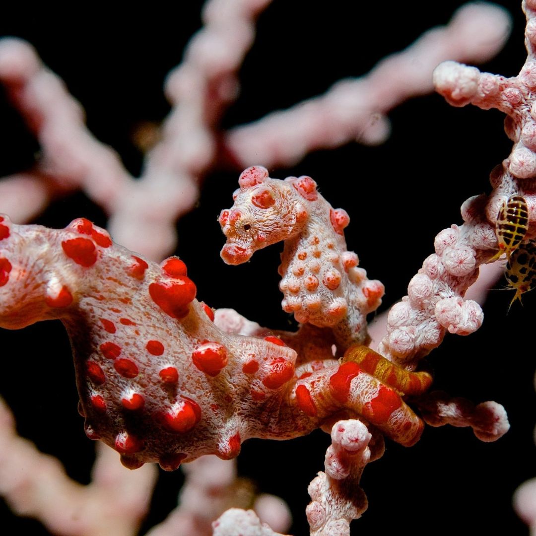 Bali Macro Scuba Diving Trip OK Divers Resort & Spa
