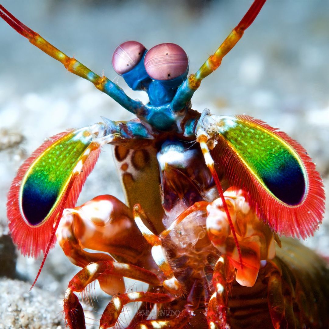 Bali Macro Scuba Diving Trip OK Divers Resort & Spa