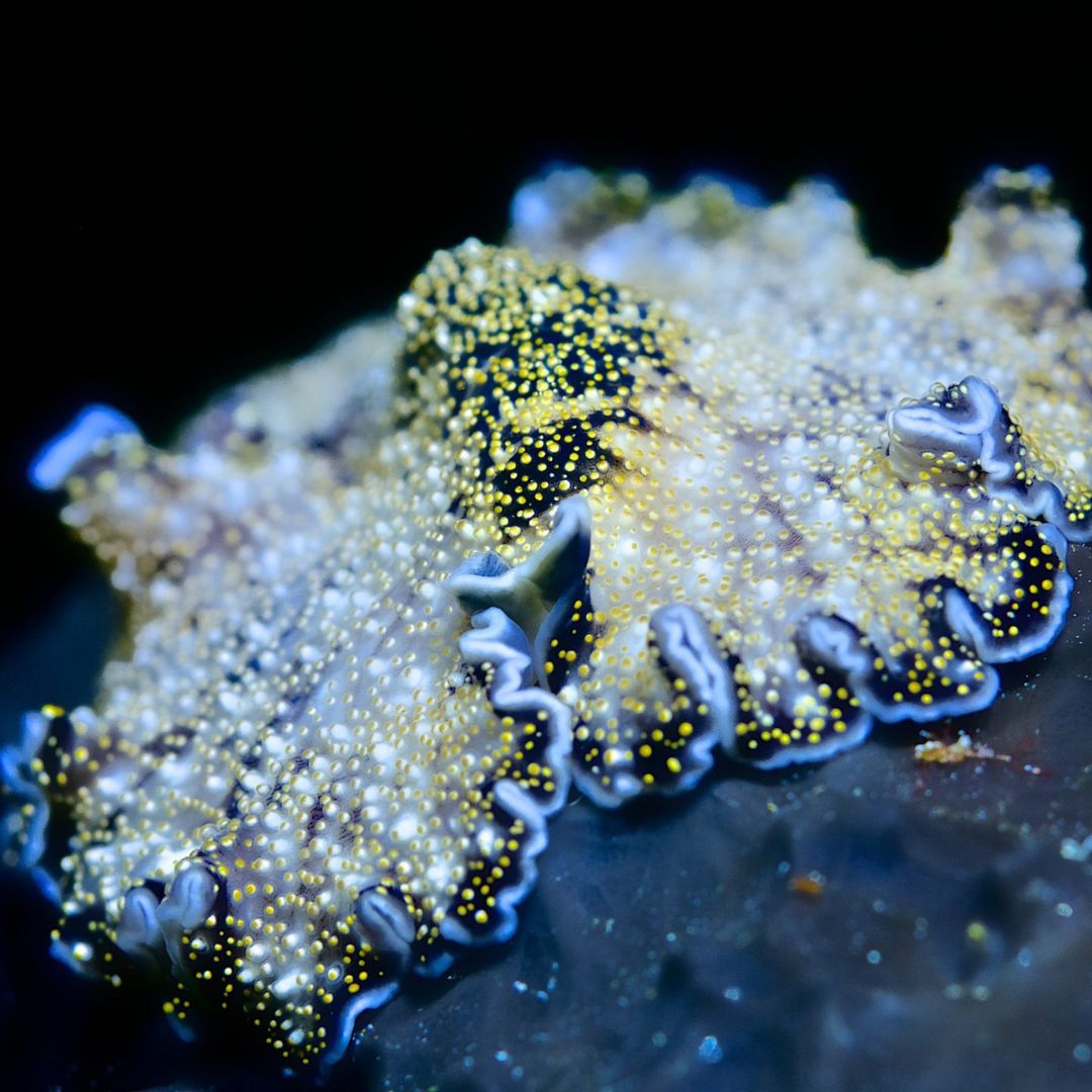 Bali Macro Scuba Diving Trip OK Divers Resort & Spa