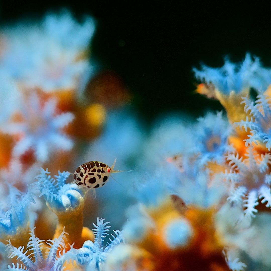 Bali Macro Scuba Diving Trip OK Divers Resort & Spa